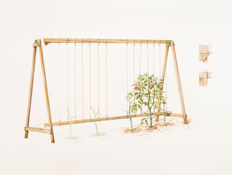 How To Make a Tomato Cage